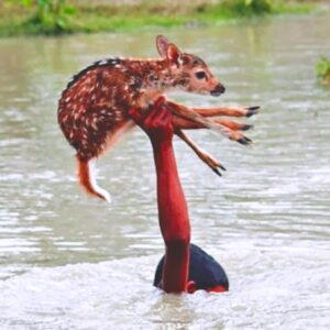 Read more about the article Boy Saves Baby Deer From Raging Flood — A Daring Act of Courage That Stunned Onlookers