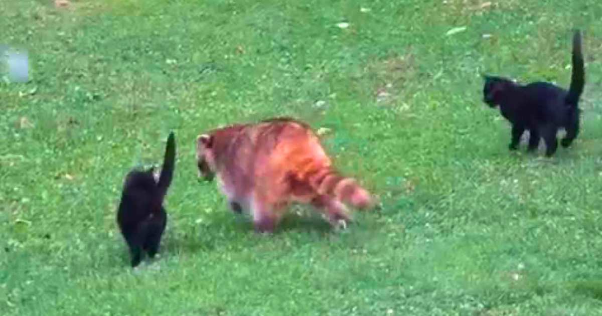 You are currently viewing Blind Raccoon Saves Two Stray Kittens — Leads Them to “Free Food” and a Forever Home