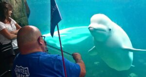 Read more about the article Beluga Mesmerized by Violin — The Whale That Danced to Music Beneath the Waves
