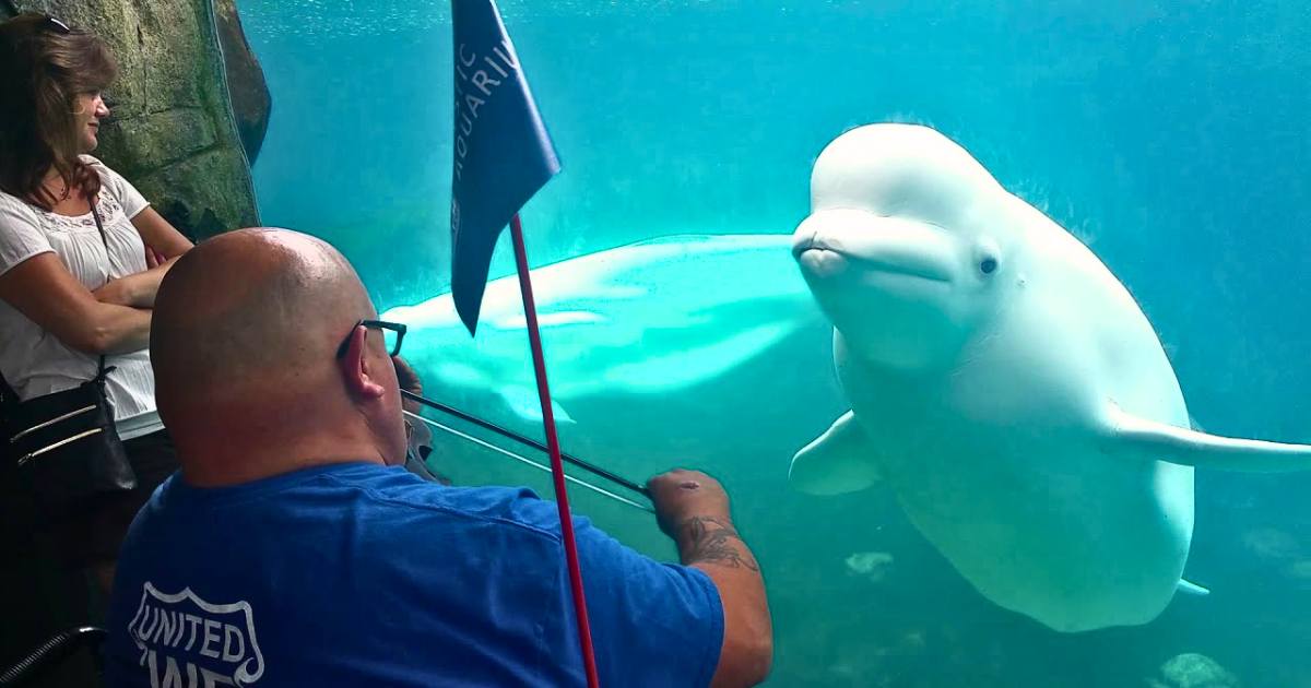 You are currently viewing Beluga Mesmerized by Violin — The Whale That Danced to Music Beneath the Waves