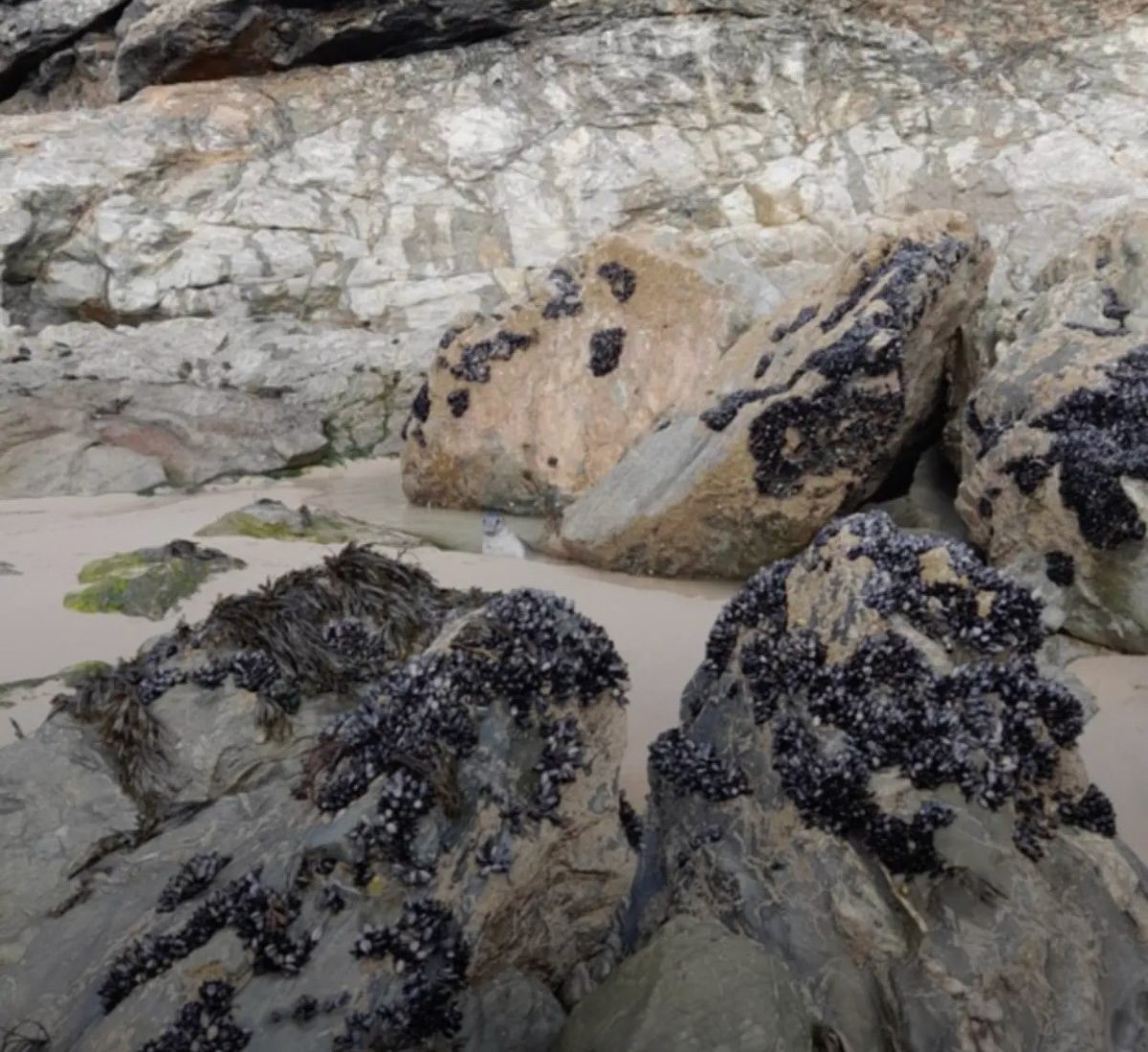 You are currently viewing Seal Blends In So Well That Even Marine Experts Had Trouble Spotting Him