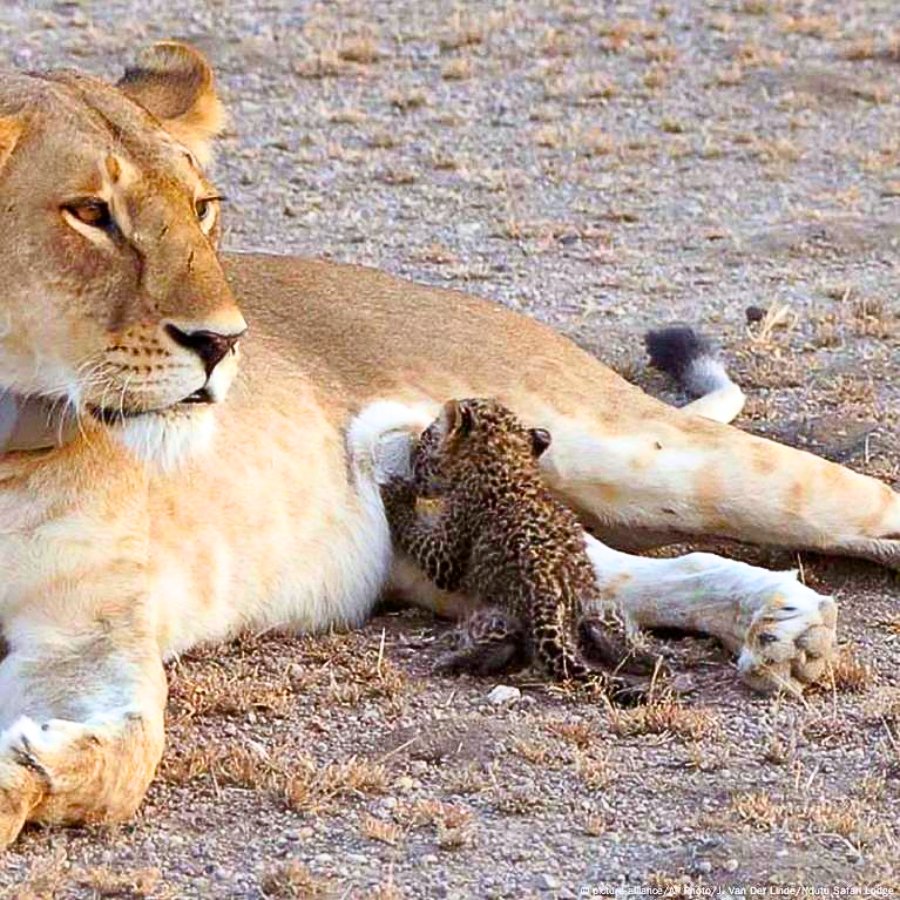 You are currently viewing Lioness Nurses Leopard Cub in Rare Act of Motherhood That Stunned Researchers