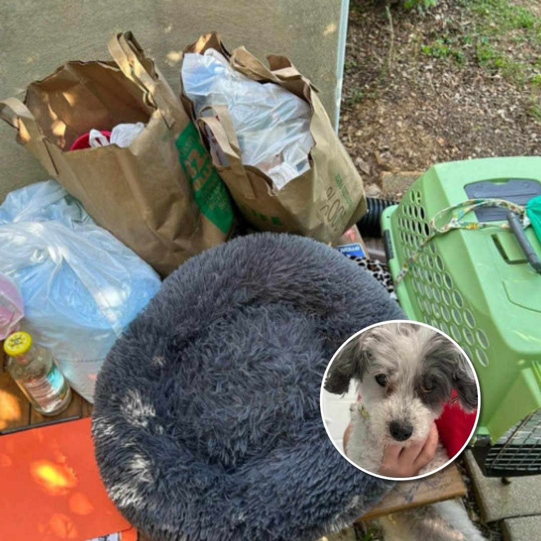 You are currently viewing Dog Left At Shelter With All Her Belongings — And A Note Asking She Be Put Down