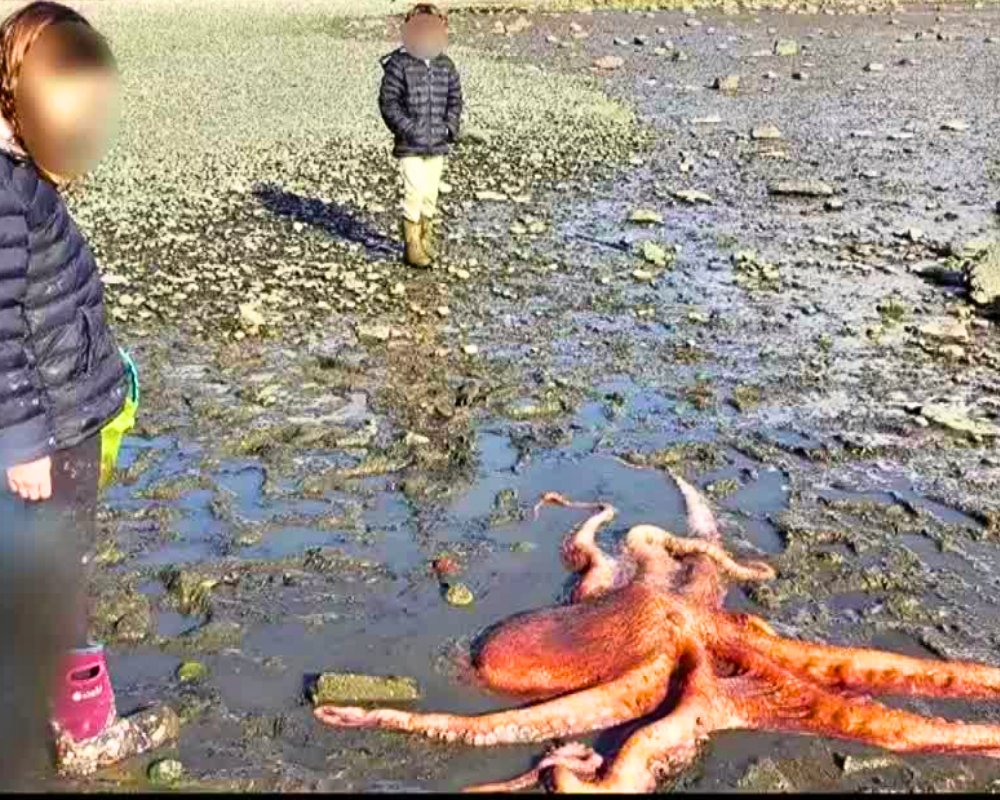 Read more about the article Ocean Rescue Story: Little Girl Saves Giant Octopus Stranded on Beach With Brilliant Quick Thinking