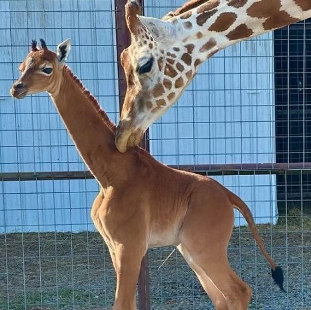 You are currently viewing Spotless Giraffe Stuns the World: Rare Newborn at Tennessee Zoo Captures Global Attention