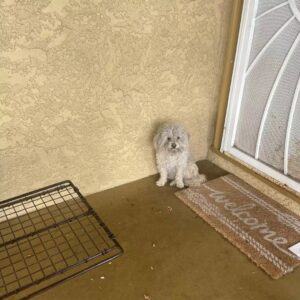 Read more about the article Rescue Story: Homeless Dog Knocks on Every Door Searching for a Forever Home