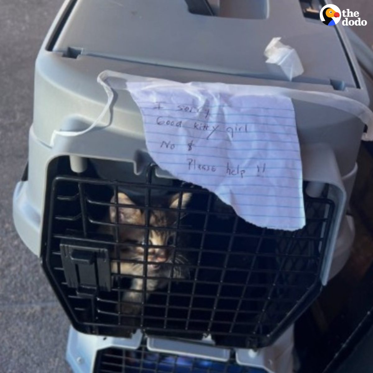 Read more about the article Rescue Story: Abandoned Cat Family Found in Sidewalk Carriers — Saved Just in Time