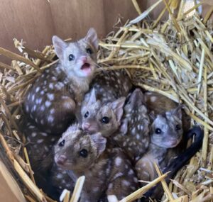 Read more about the article Wildlife Conservation Stories: Rare Western Quolls Make a Miraculous Comeback in Australia