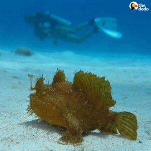 Read more about the article Discovery Insurance: Diver Mistakes ‘Seaweed’ For Rare Creature In Bonaire’s Waters 🌊