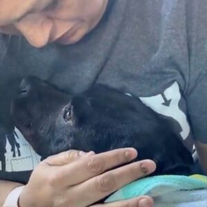 Read more about the article Pregnant Street Dog Cries When She Realizes She’s Finally Safe