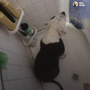 Read more about the article Loyal Dog Follows Pregnant Mom Everywhere — Even Into the Shower