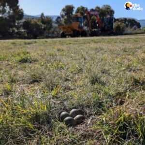 Read more about the article Construction Crew Stops Bulldozers After Discovering Hidden Eggs — What Happened Next Is Heartwarming