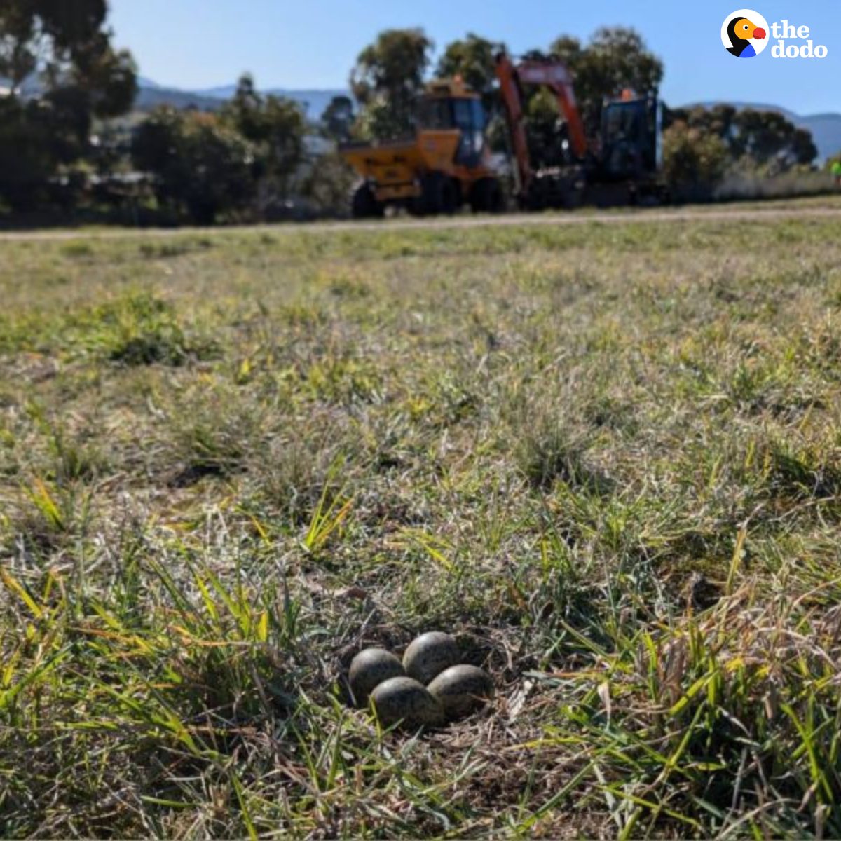 Read more about the article Construction Crew Stops Bulldozers After Discovering Hidden Eggs — What Happened Next Is Heartwarming