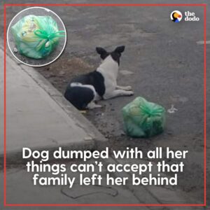 Read more about the article Recovery of Hope: Dog Abandoned With All Her Things Finds Love Again