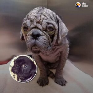 Read more about the article Hairless Stray Pug Transforms Into a Handsome, Happy Dog