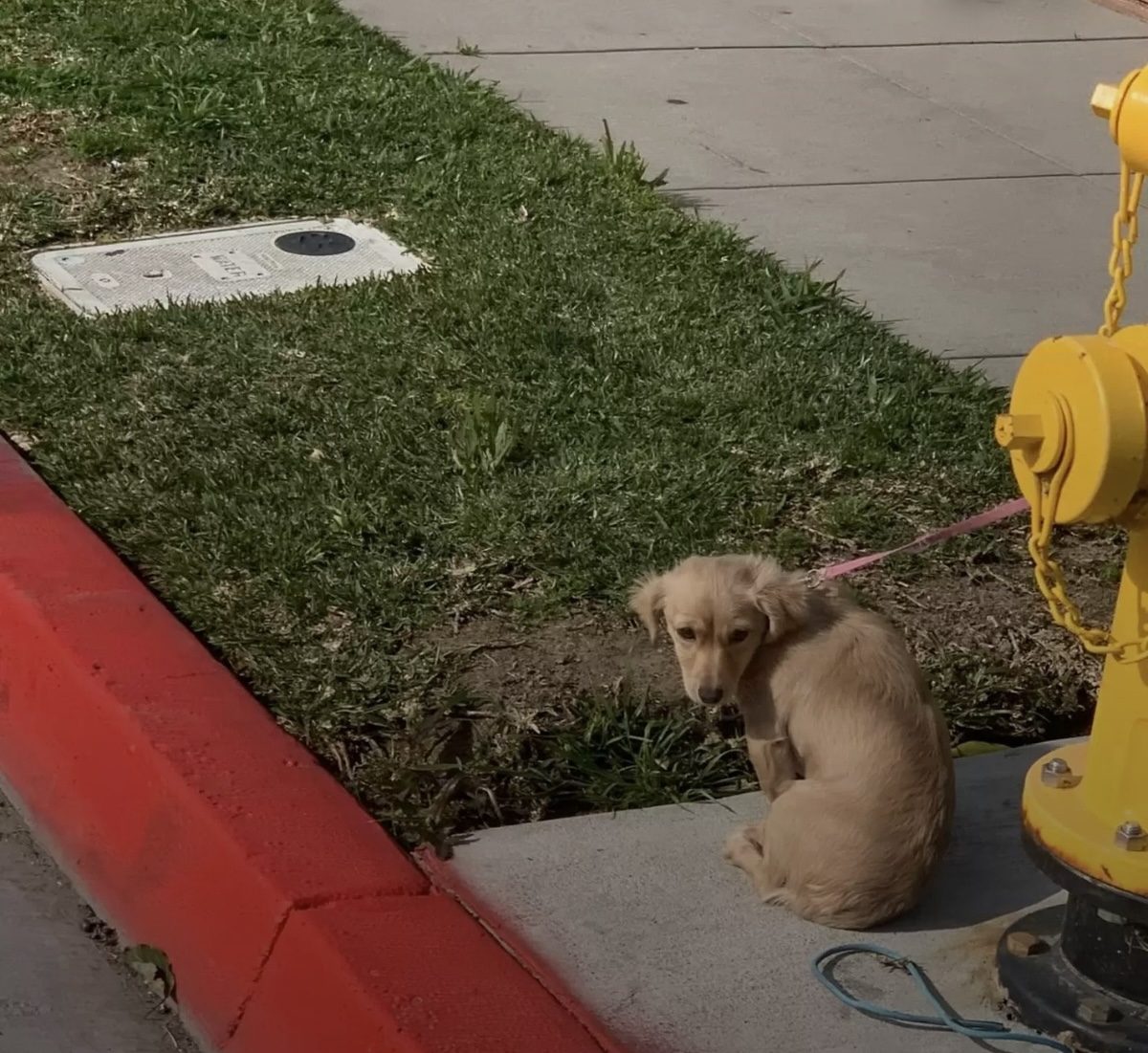 You are currently viewing Puppy Rescue: Cici’s Journey From a Fire Hydrant to a Loving Home