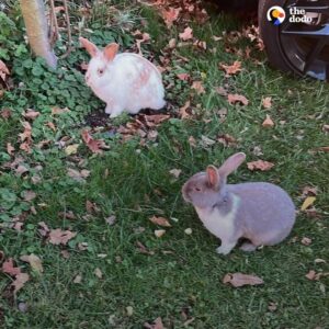 Read more about the article Bonded Bunnies Rescued After Being Dumped in Freezing Cold