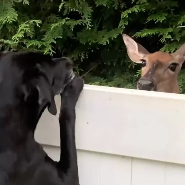 You are currently viewing Deer Befriends Dog: Unlikely Friendship Blossoms Over the Fence