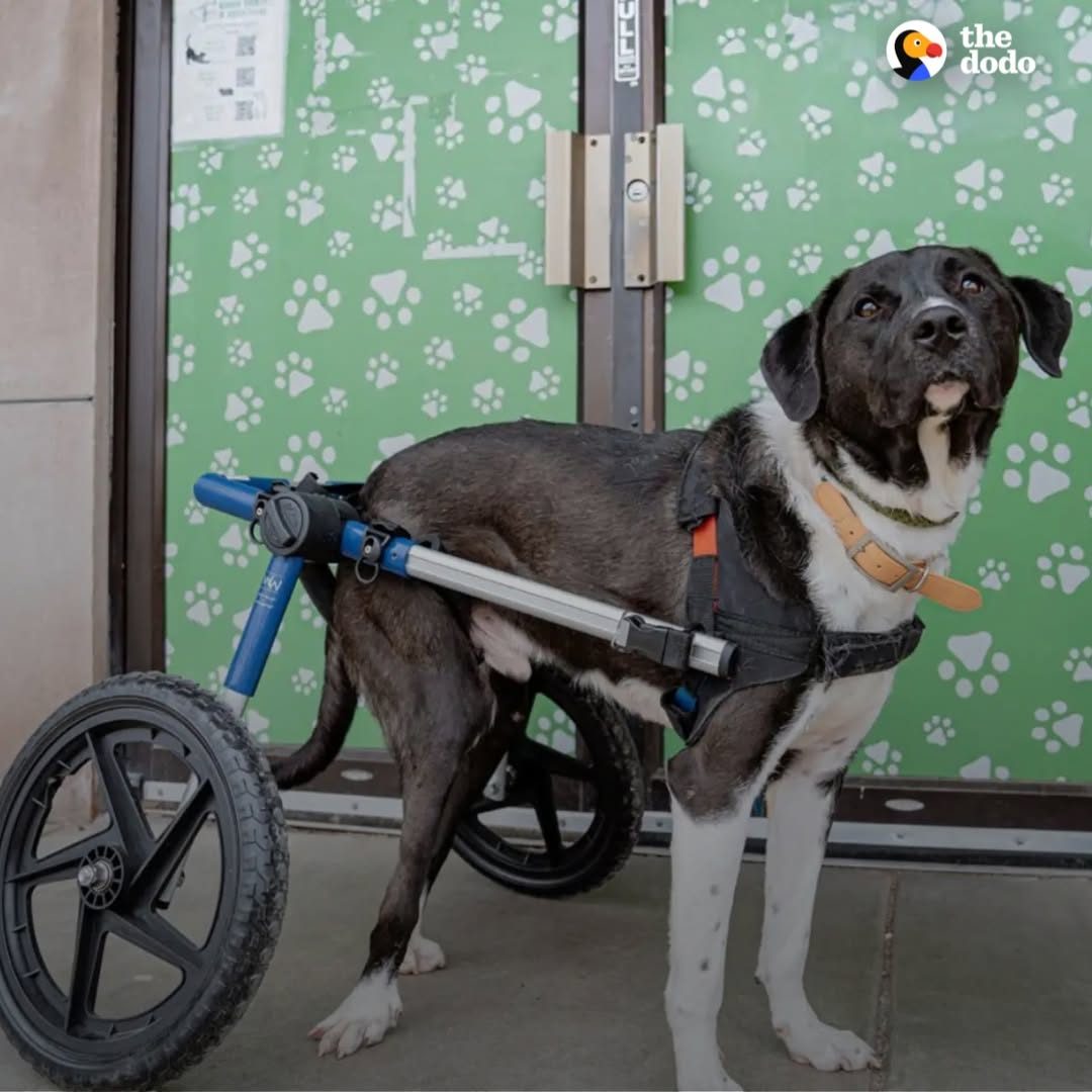 You are currently viewing Special Dog on Wheels Waits a Lifetime for a Family to Love Him