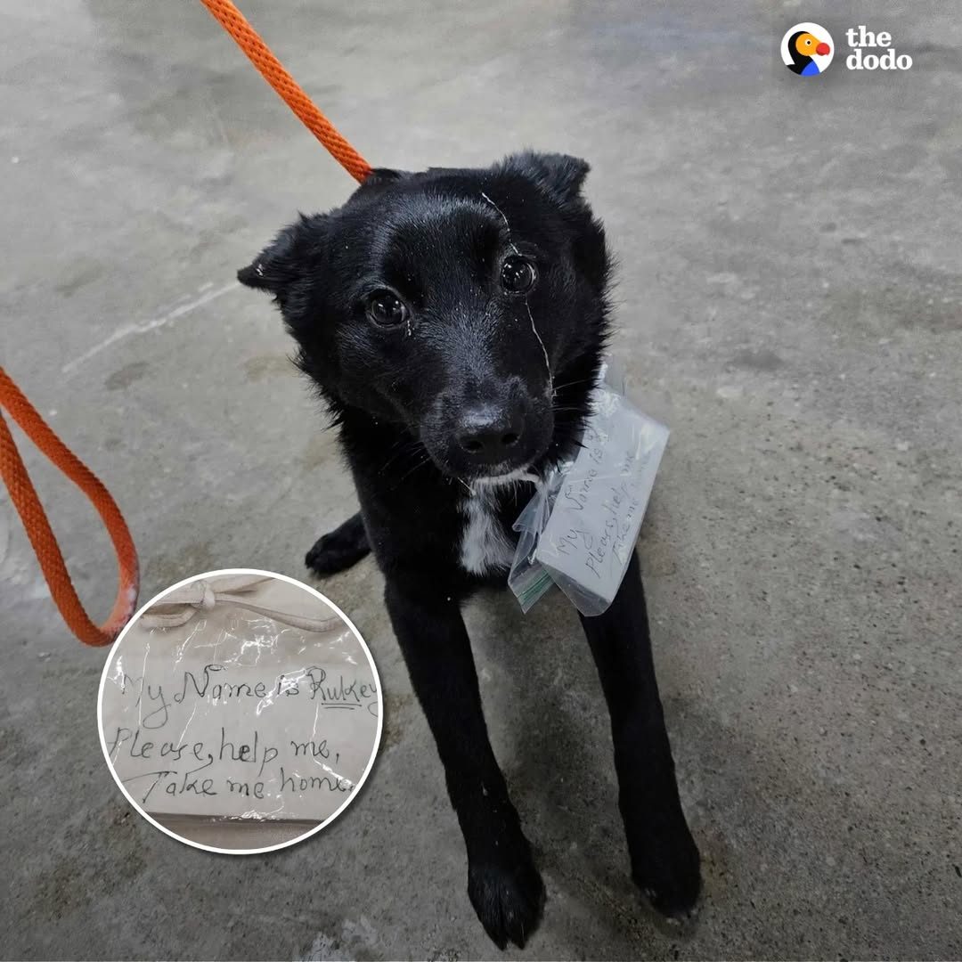 You are currently viewing Shoppers Find A Dog Loose In Meijer Parking Lot — With A Heartbreaking Note Attached