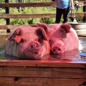 Read more about the article Anxious Rescue Pig Completely Transforms After Meeting the Love of His Life