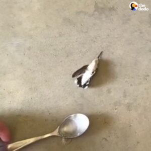 Read more about the article Firefighter Saves Lifeless Hummingbird Tangled in Cobwebs