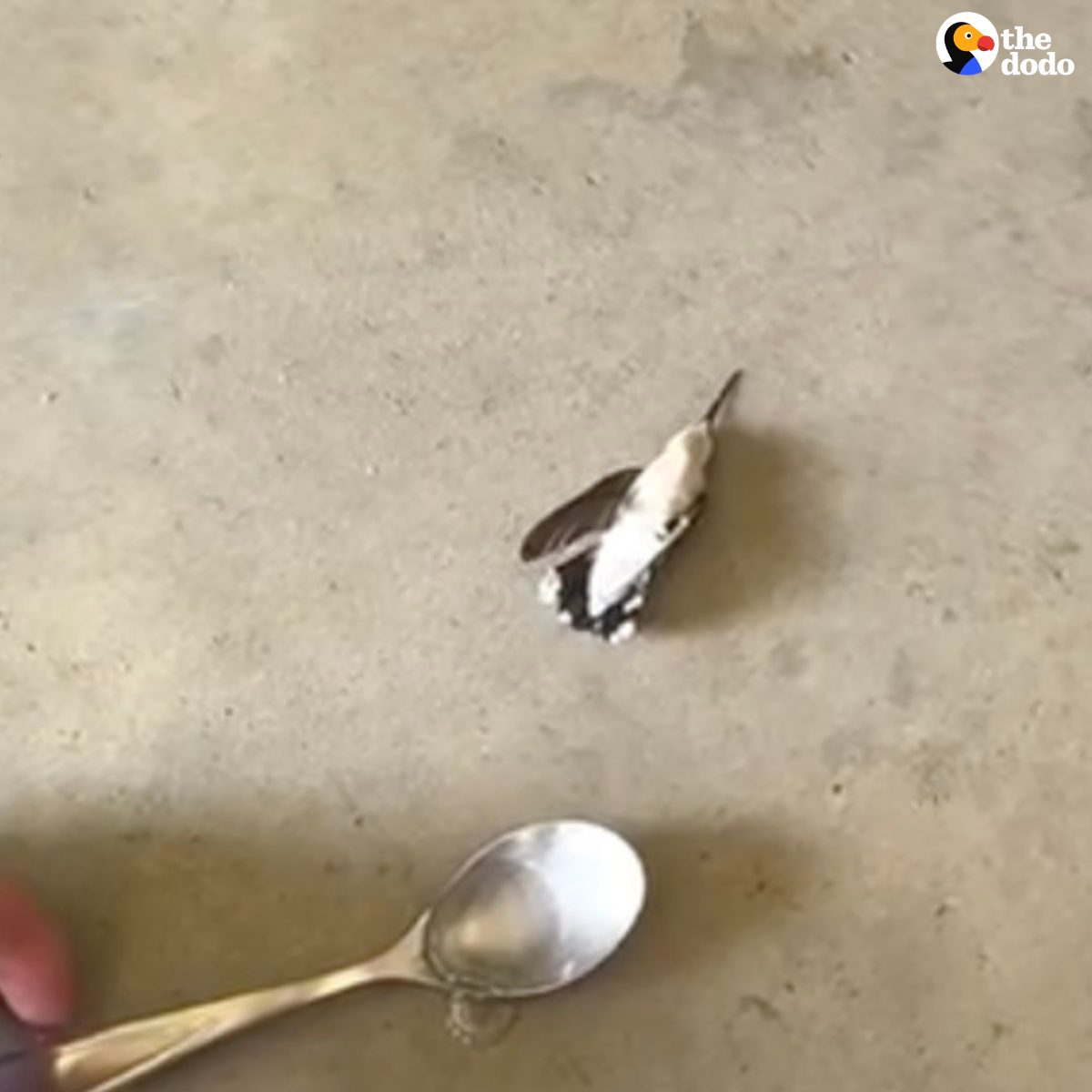 Read more about the article Firefighter Saves Lifeless Hummingbird Tangled in Cobwebs