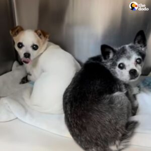 Read more about the article Senior Sisters Lose Everything — But Find Love Again at Sanctuary
