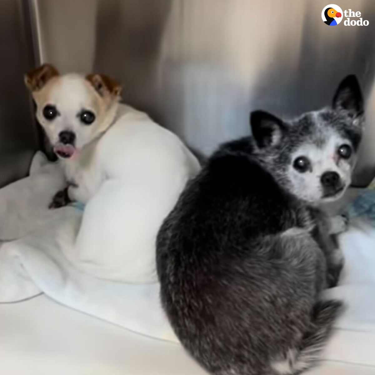You are currently viewing Senior Sisters Lose Everything — But Find Love Again at Sanctuary