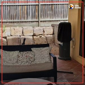 Read more about the article Transfer the Danger: Can You Spot the Snake Hiding in This Family’s Backyard?