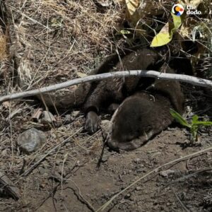 Read more about the article Park Ranger Spots Fuzzy Brown Lump In Ditch — And Ends Up Saving Two Lives