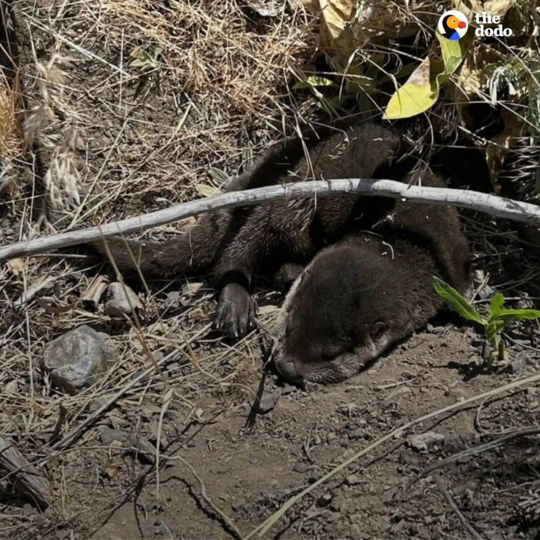 You are currently viewing Park Ranger Spots Fuzzy Brown Lump In Ditch — And Ends Up Saving Two Lives