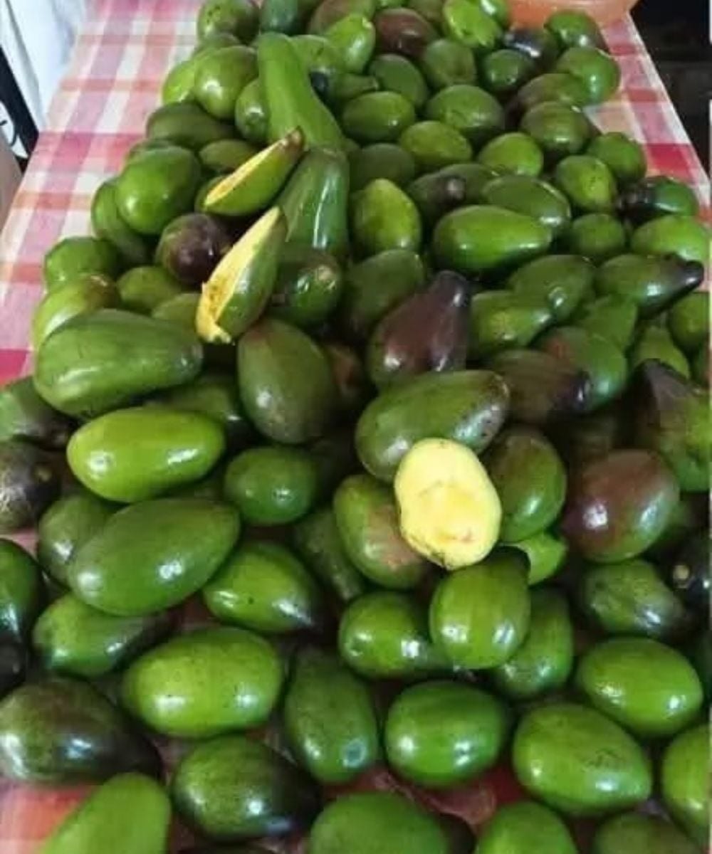You are currently viewing Insurance for Your Health: 5 Potential Risks of Eating Avocados You Should Know