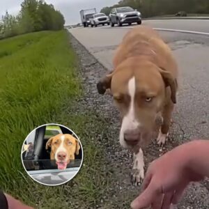 Read more about the article Highway Patrol Officer Rescues Dog and Gains a New Best Friend