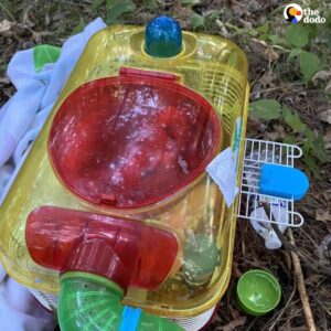 Read more about the article Mushroom Forager Discovers Hamster Trapped Under Towel in the Woods