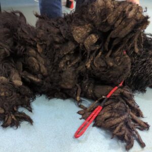 Read more about the article Matted Pile of Fur Reveals the Sweetest Face Hidden Beneath