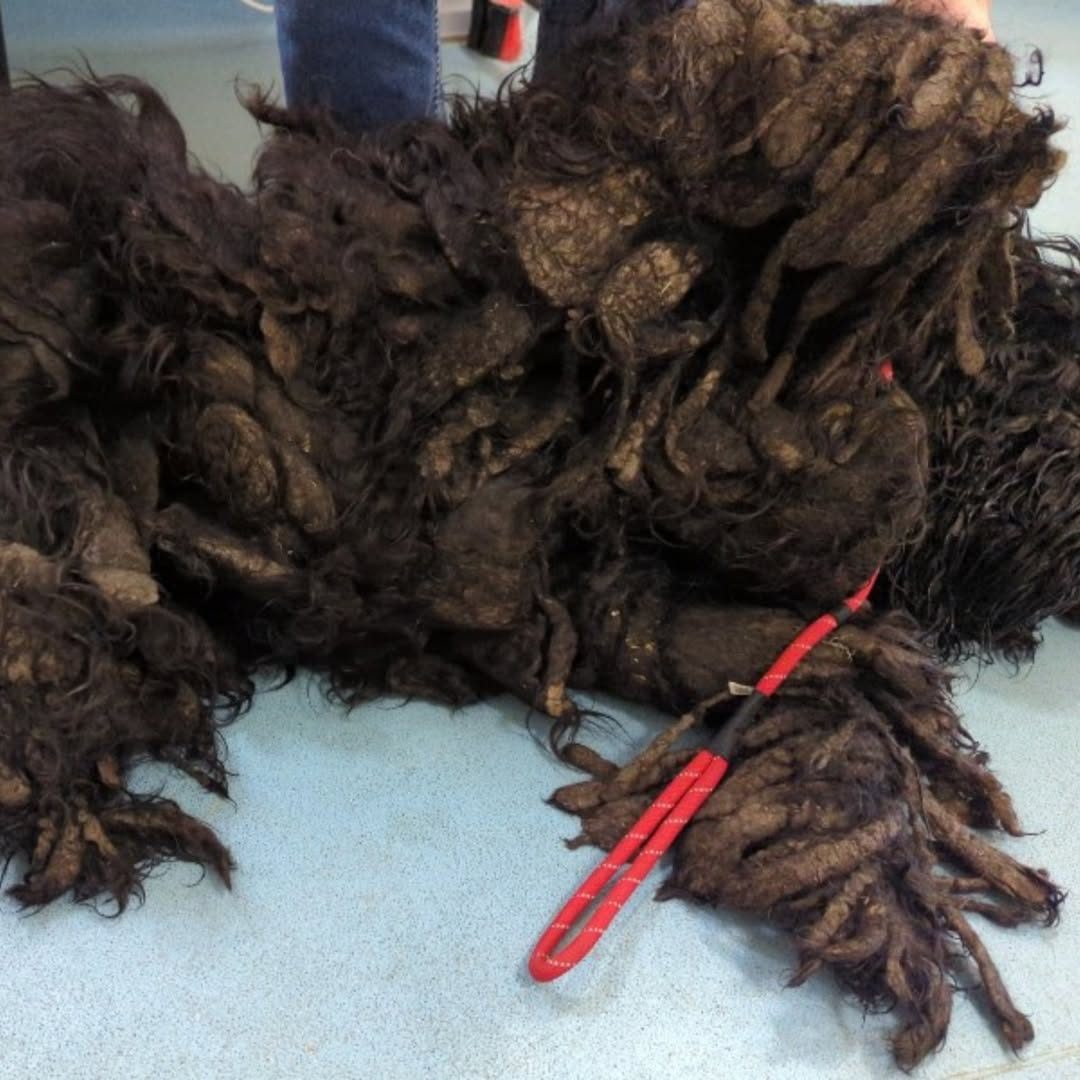 You are currently viewing Matted Pile of Fur Reveals the Sweetest Face Hidden Beneath