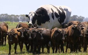 Read more about the article Animals: Giant Cow Escapes Slaughter Thanks to His Enormous Size
