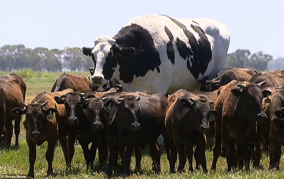 You are currently viewing Animals: Giant Cow Escapes Slaughter Thanks to His Enormous Size