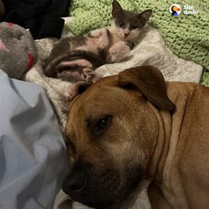 Read more about the article Rescue Dog Too Afraid To Step Outside Finds Confidence Through a Kitten