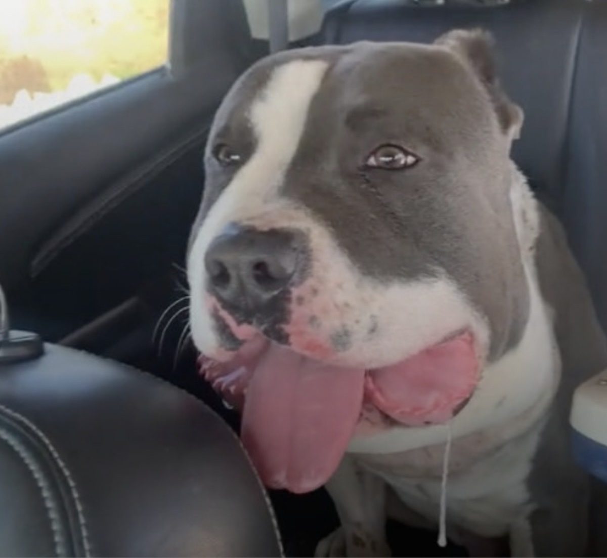 You are currently viewing Woman Spots Dog With Chubby Face — And Realizes Something Is Terribly Wrong