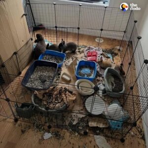 Read more about the article Realtor Finds Abandoned Bunnies in a Rental Home and Saves Their Lives