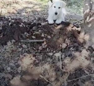 Read more about the article ‘Angel’ Puppy Appears Out of Nowhere as Family Lays Their Beloved Dog to Rest