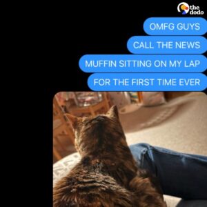 Read more about the article After 15 Years, Kitten Muffin Finally Curls Up in Her Cat Mom’s Lap