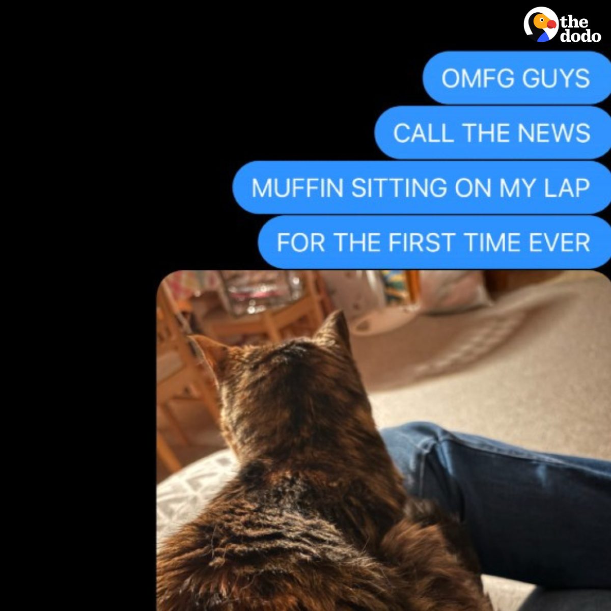 You are currently viewing After 15 Years, Kitten Muffin Finally Curls Up in Her Cat Mom’s Lap