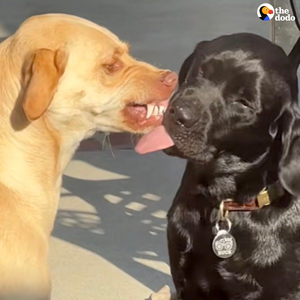 You are currently viewing Socially Awkward Dog Learns to Embrace New Pup’s Over-the-Top Affection