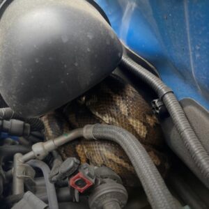 Read more about the article Driver Shocked to Find Enormous Snake Hiding in Car Engine