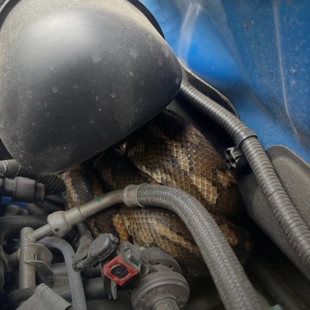 You are currently viewing Driver Shocked to Find Enormous Snake Hiding in Car Engine