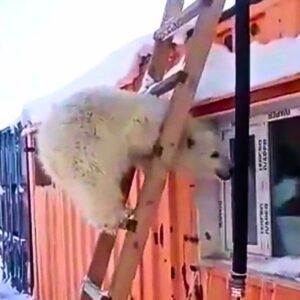 Read more about the article How Miners Rescued an Orphaned Polar Bear Cub—And Gave Her a Second Chance at Life