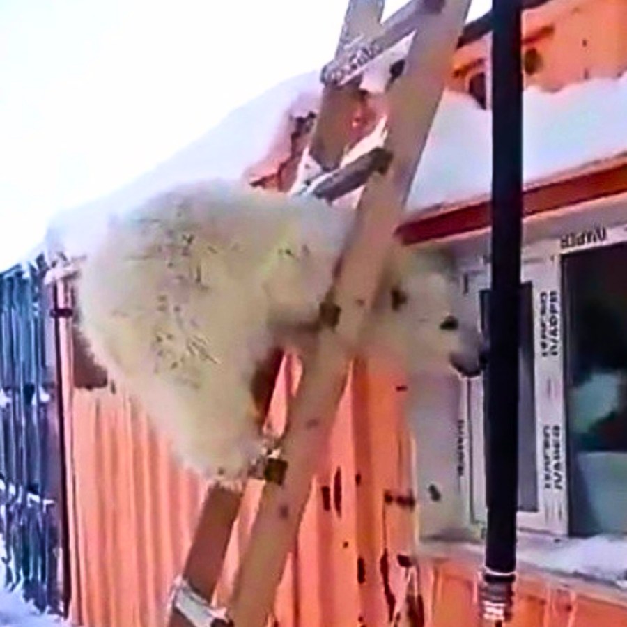 You are currently viewing How Miners Rescued an Orphaned Polar Bear Cub—And Gave Her a Second Chance at Life